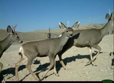 Deer Crossing