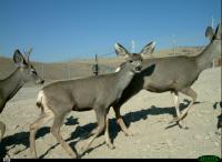 Deer Crossing
