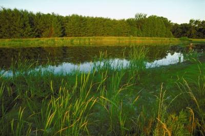 Wetland