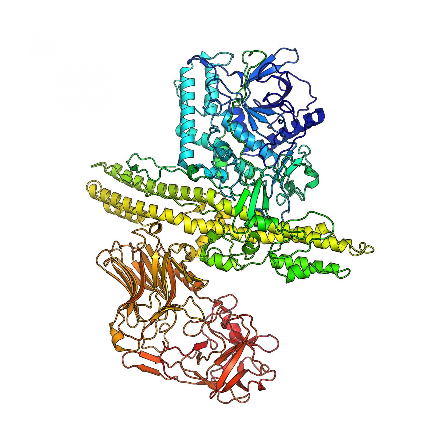 First Botulinum Neurotoxin