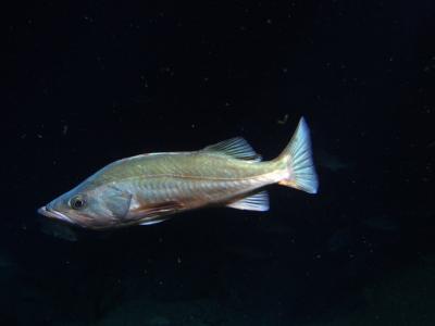 Bocaccio