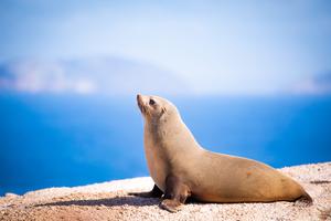 Australian fur seal, Arctocephalus pusillus doriferus