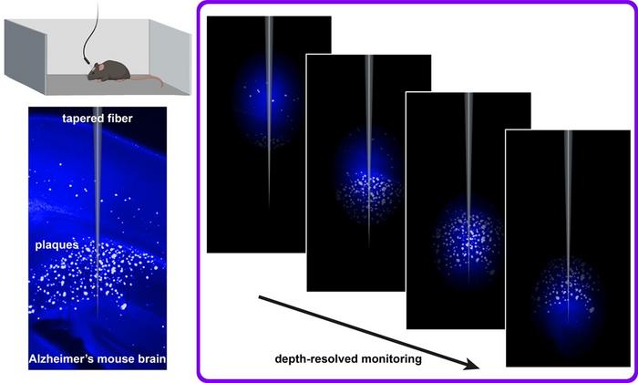 Combining a plaque-binding fluorescent dye with flat and tapered optical fibers enables depth-resolved monitoring across brain regions during natural behavior, offering a minimally invasive way to study disease progression and therapeutic effects in real