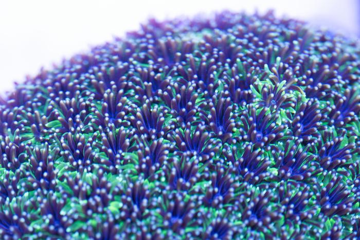Coral polyps