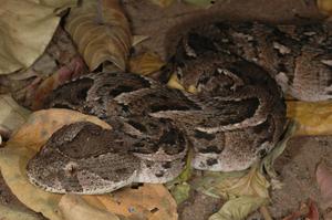 Puff Adder 2