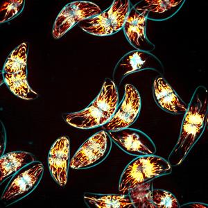Microscopic image in false colour of a collection of P. lunula algae