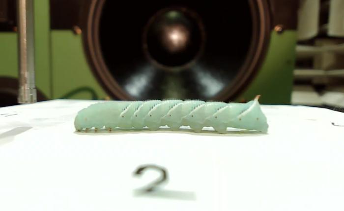 Tobacco hornworm caterpillar