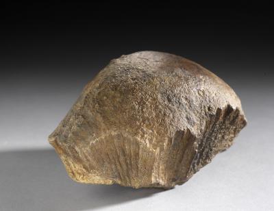 Skull Holotype Specimen of <I>Acrotholus audeti</I>