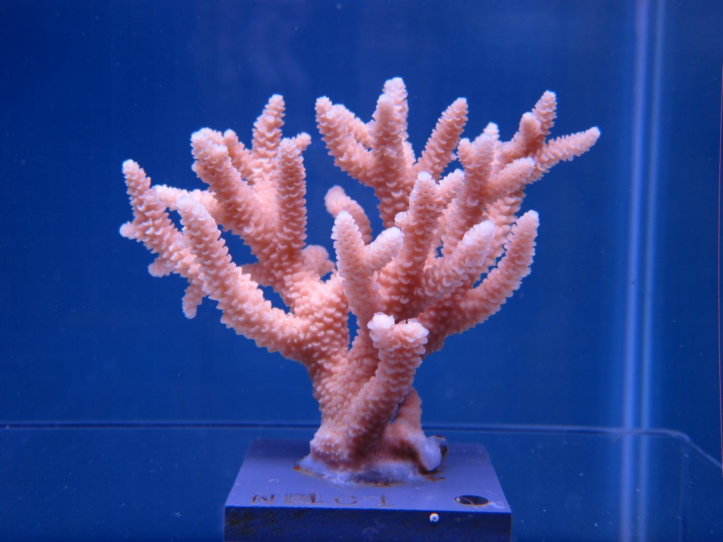 Healthy Staghorn Coral