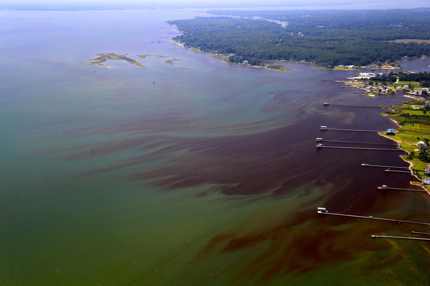 Algal Bloom