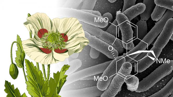 Genetically Modified <I>E. coli</I> Pump Out Morphine Precursor