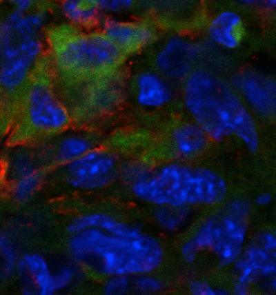 Peptide Image