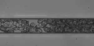 ‘Stiff’ cells