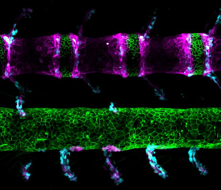 Developing Fish Spines