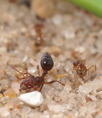 Fire Ants Falling to Acid-Covered Crazy Ants (2 of 5)