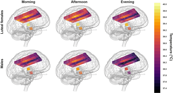 Healthy human brain temperatures