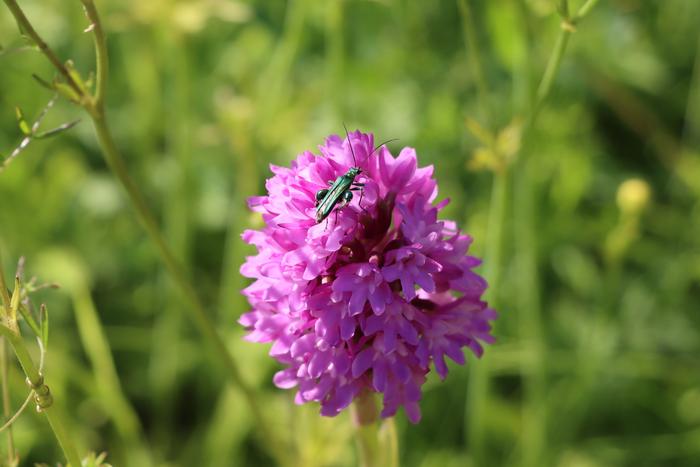 Thick-legged Flower Beetle on a Pyramidal Orchid.