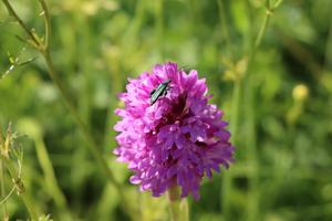 Thick-legged Flower Beetle on a Pyramidal Orchid.