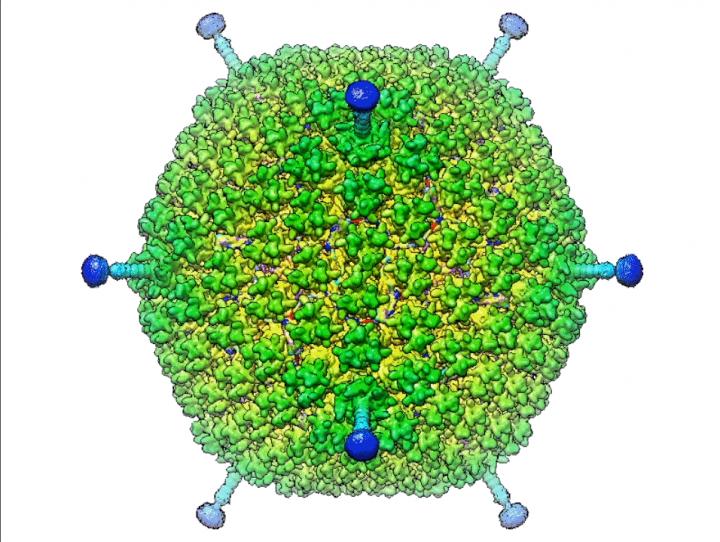 High-Res Structure Settles Argument about Viral Coat Organization (3 of 5)