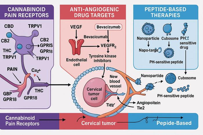 Three main targets in cervical cancer care: cannabinoids ease pain by acting on CB1/CB2, TRPV1 and GPR18/55 receptors; VEGFR-targeting TKIs cut tumour blood supply; ph-sensitive peptide nanocarriers release drugs only in the tumour environment.