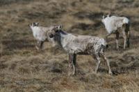 Caribous
