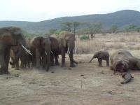 Elephant Poaching