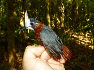 White-plumed Antbird