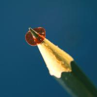 Micromotor
