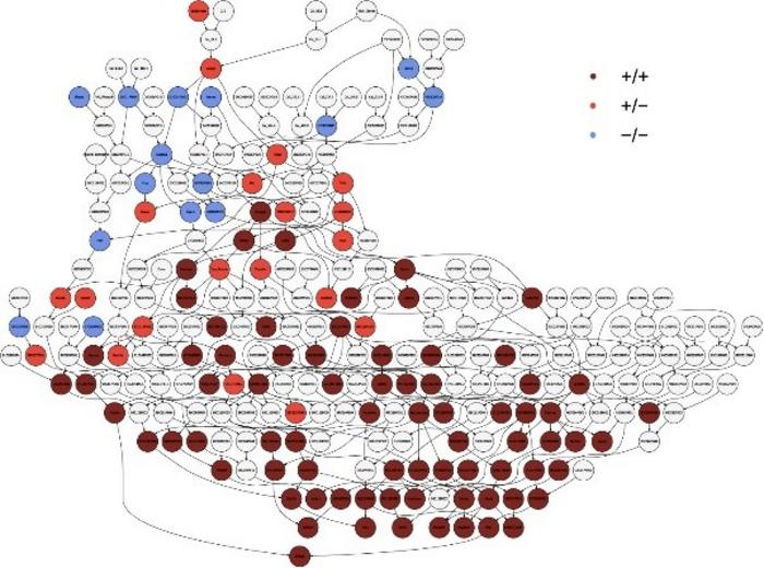 Tracing the ancestry of the favorable (mutant) PG1-6A1 allele found in firm-fruited UC cultivars.