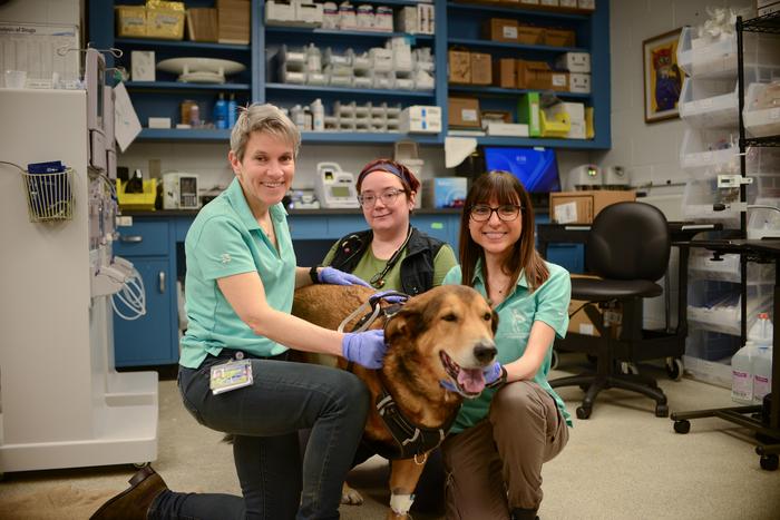 Members of Penn Vet's Comparative Immunotherapy Program