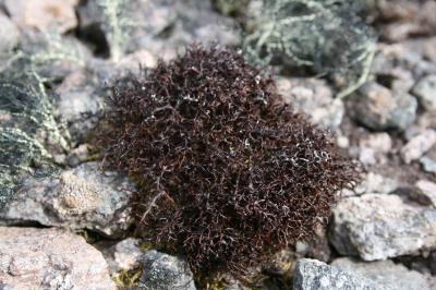 <i>Cetraria aculeata</i> (2 of 2)