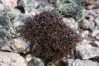 <i>Cetraria aculeata</i> (2 of 2)