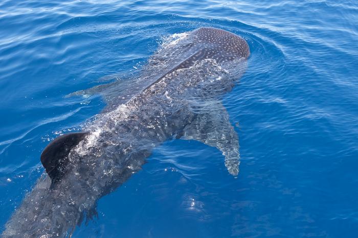 Credit Jessie Bujouves 2