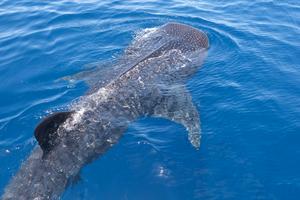 Credit Jessie Bujouves 2