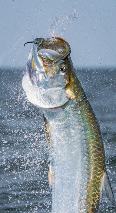 A new USF study sheds light on feeding patters of iconic tarpon sportfish 2
