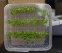 Mouse-Ear Cress