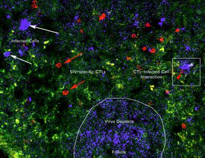 Map Predicts Viral Infection Outcome (1 of 2)