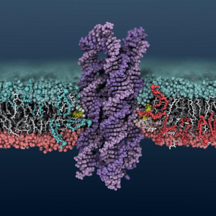 DNA Scramblase
