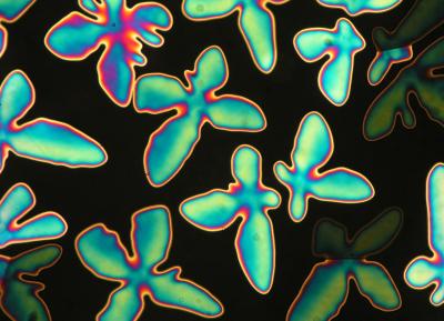 Liquid Crystal Phases from Short Rods 5 (of 7)