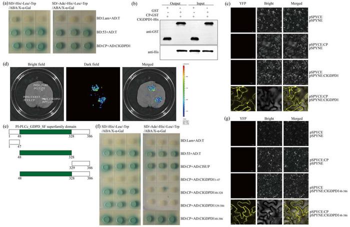 CP interacted with ClGDPD1 in vivo and in vitro.