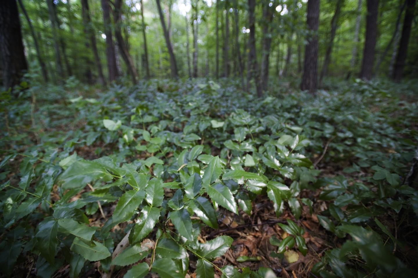 Oregon Grape