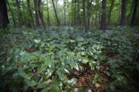 Oregon Grape