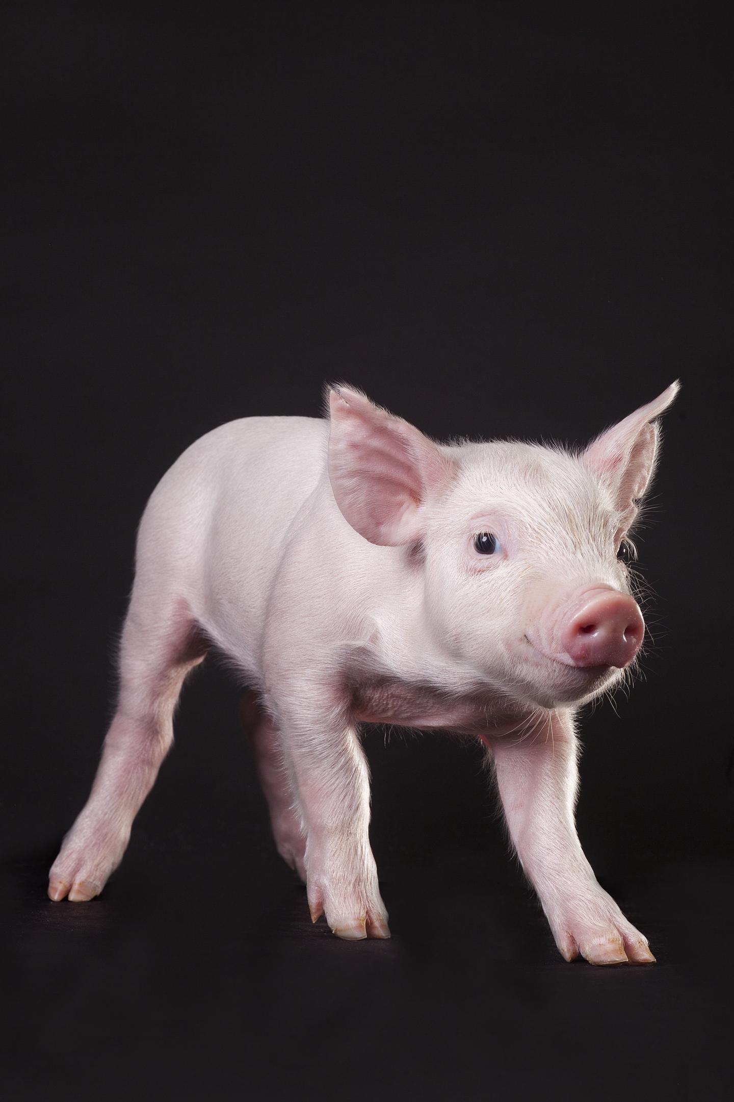 Piglet