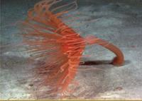 Anemone