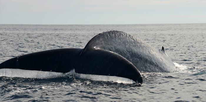 Pygmy blue whale feeds on krill at Perth Canyon.