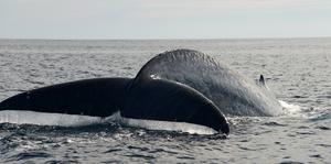 Whale songs may help track pygmy blue whale feeding