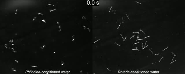 Rotifer Movie