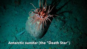 Life at anchorable depths