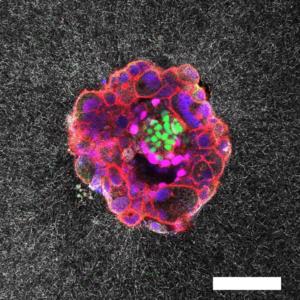 Human embryo confocal image