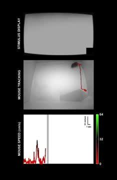 Mice Responding to Overhead Objects